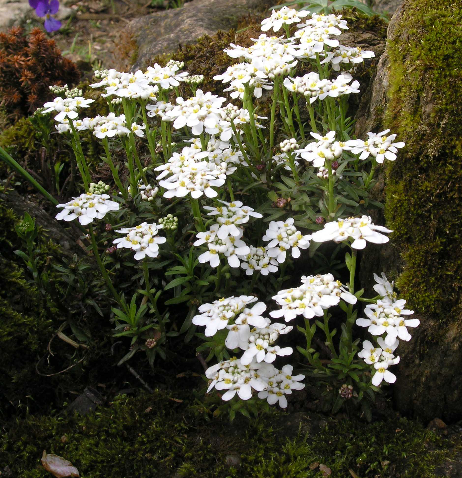 P5090358