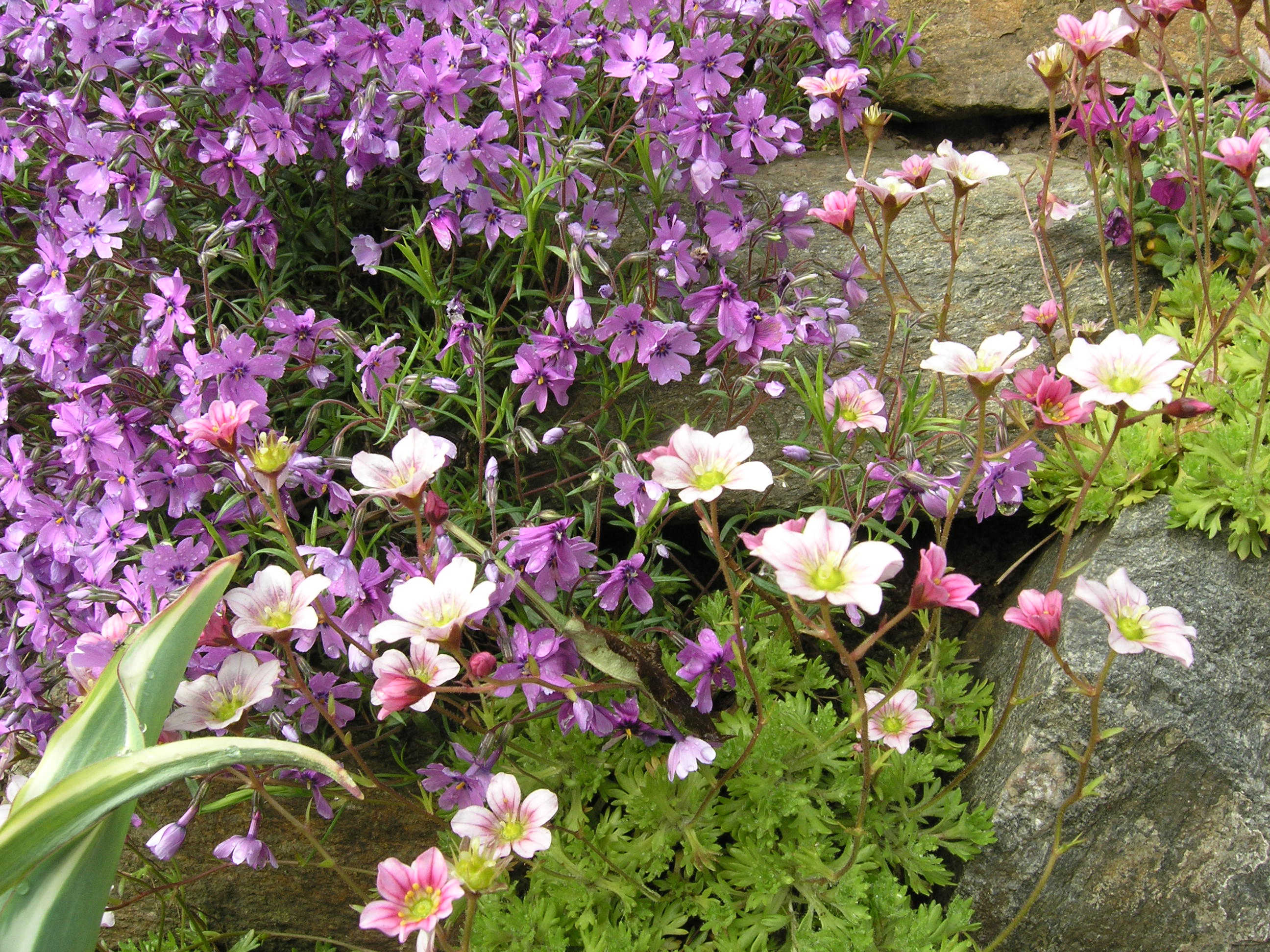 P5090369