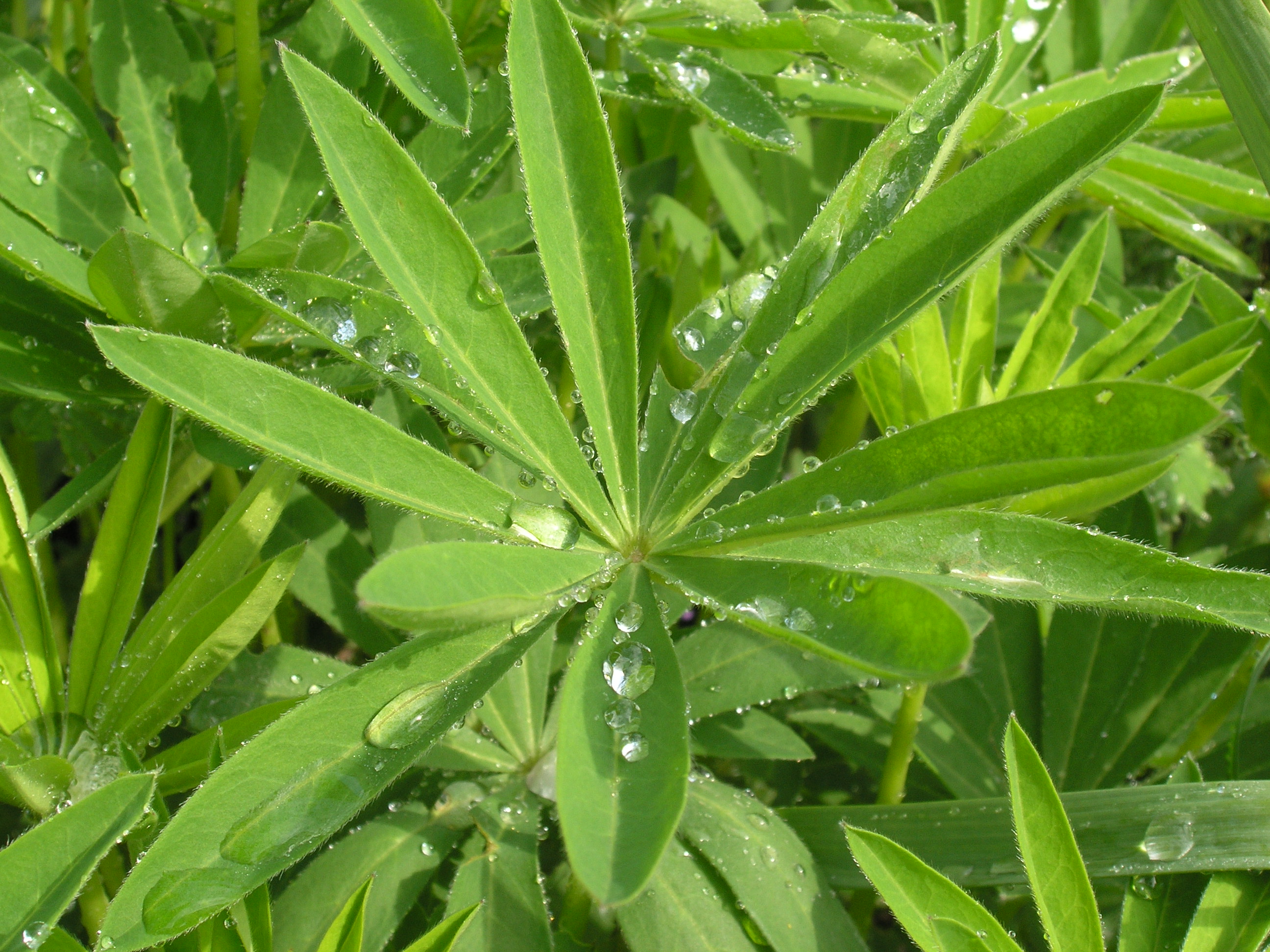 P5090374
