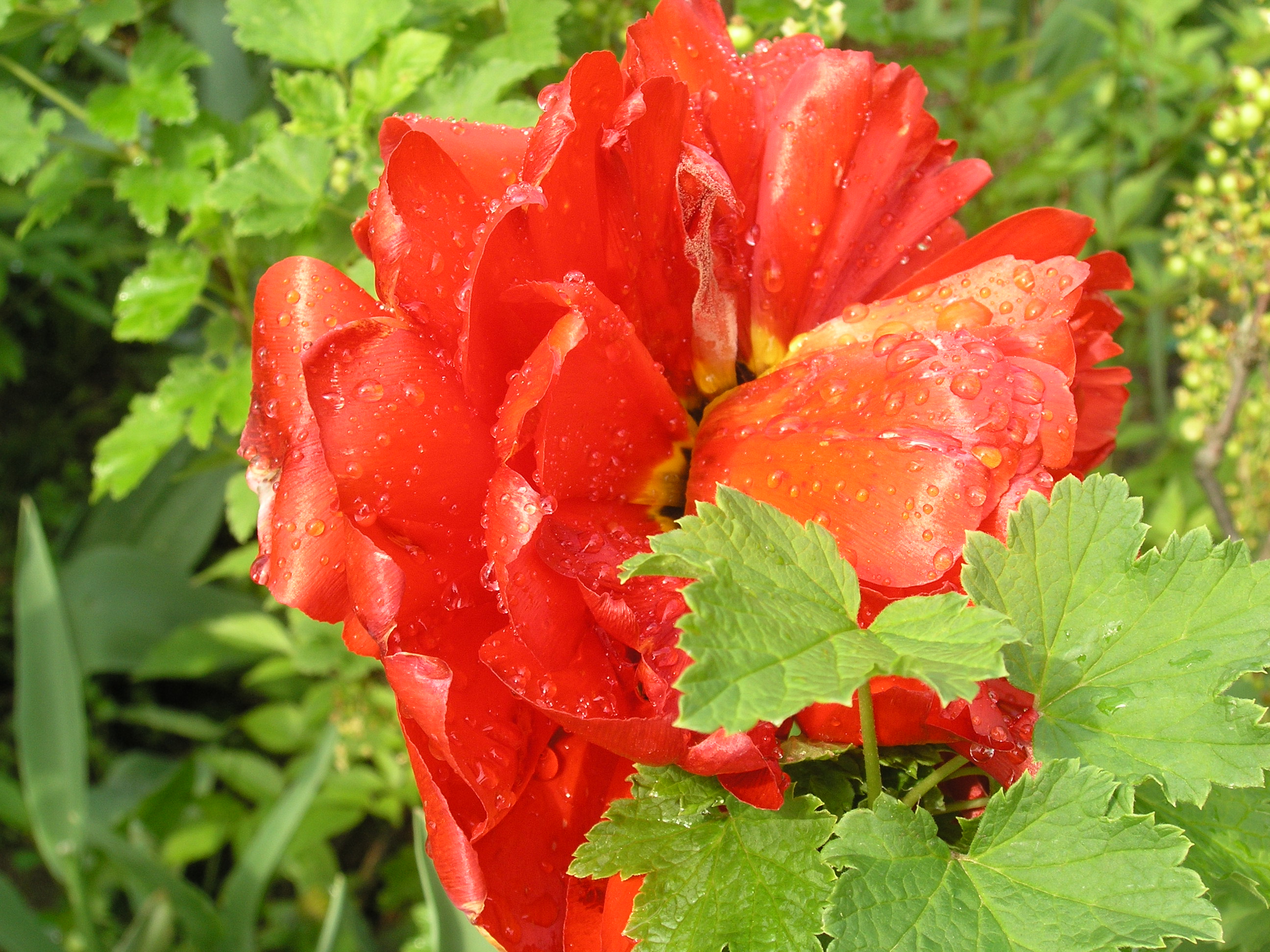 P5090373
