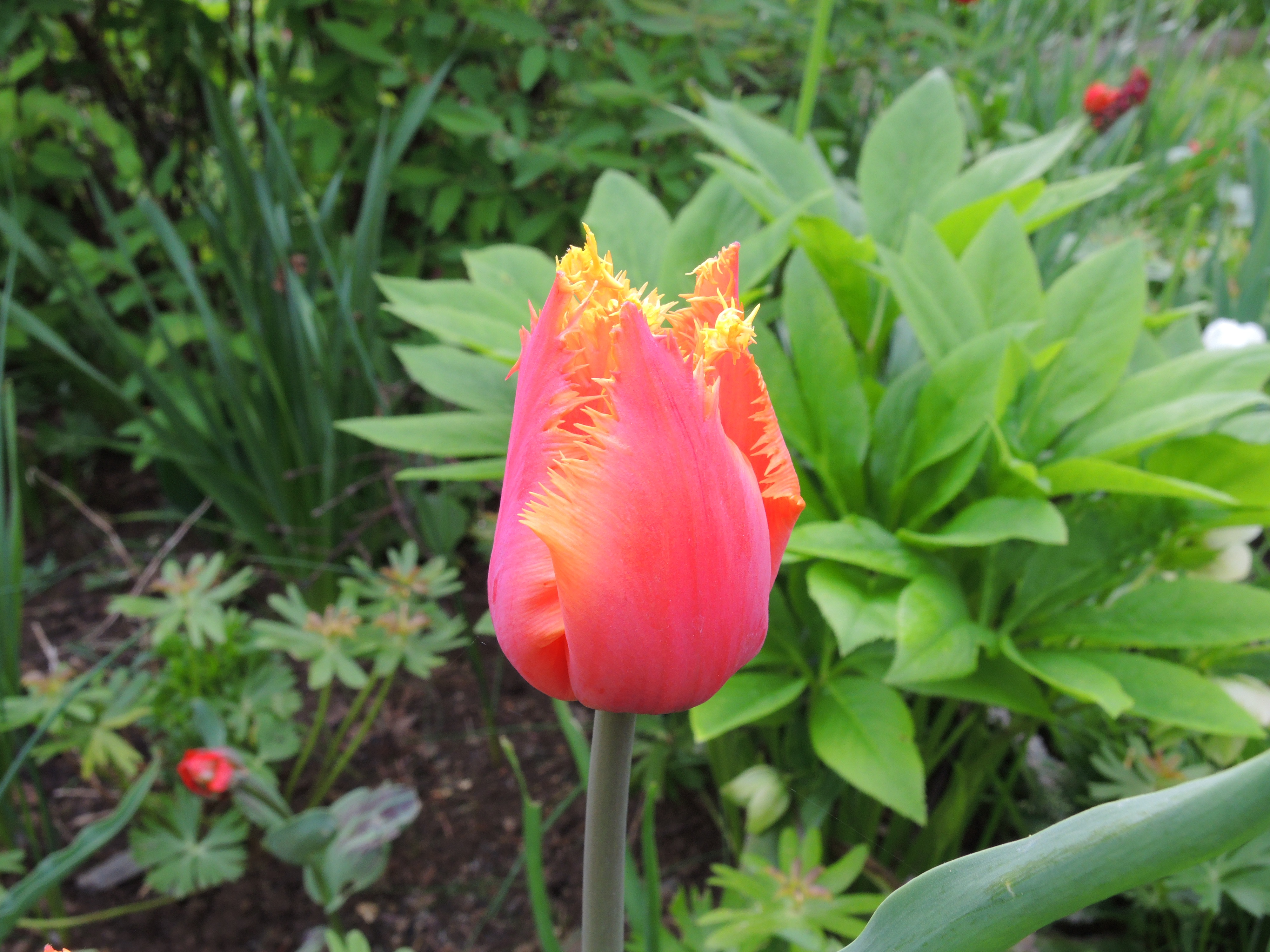 DSCN0225