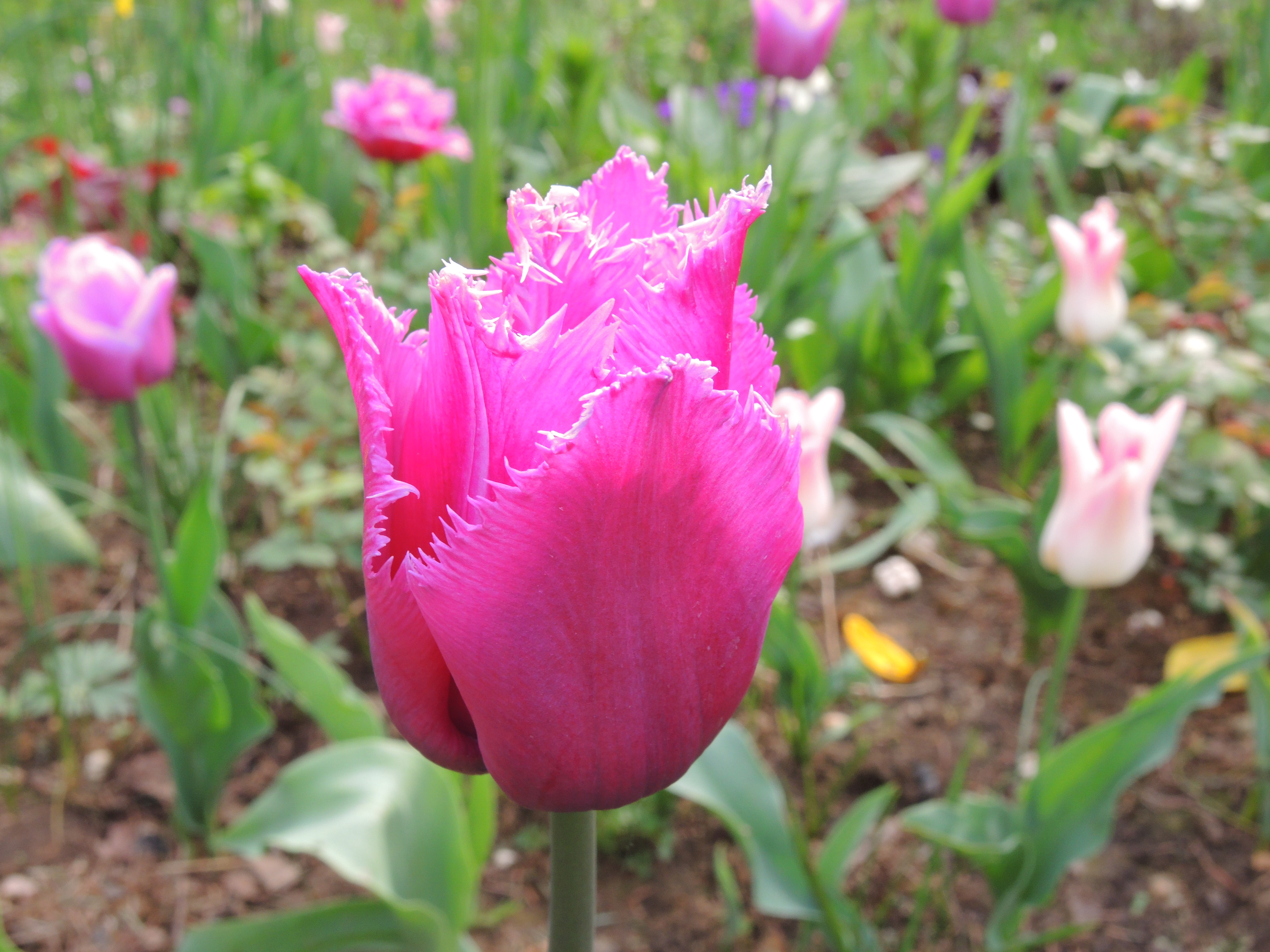 DSCN0226