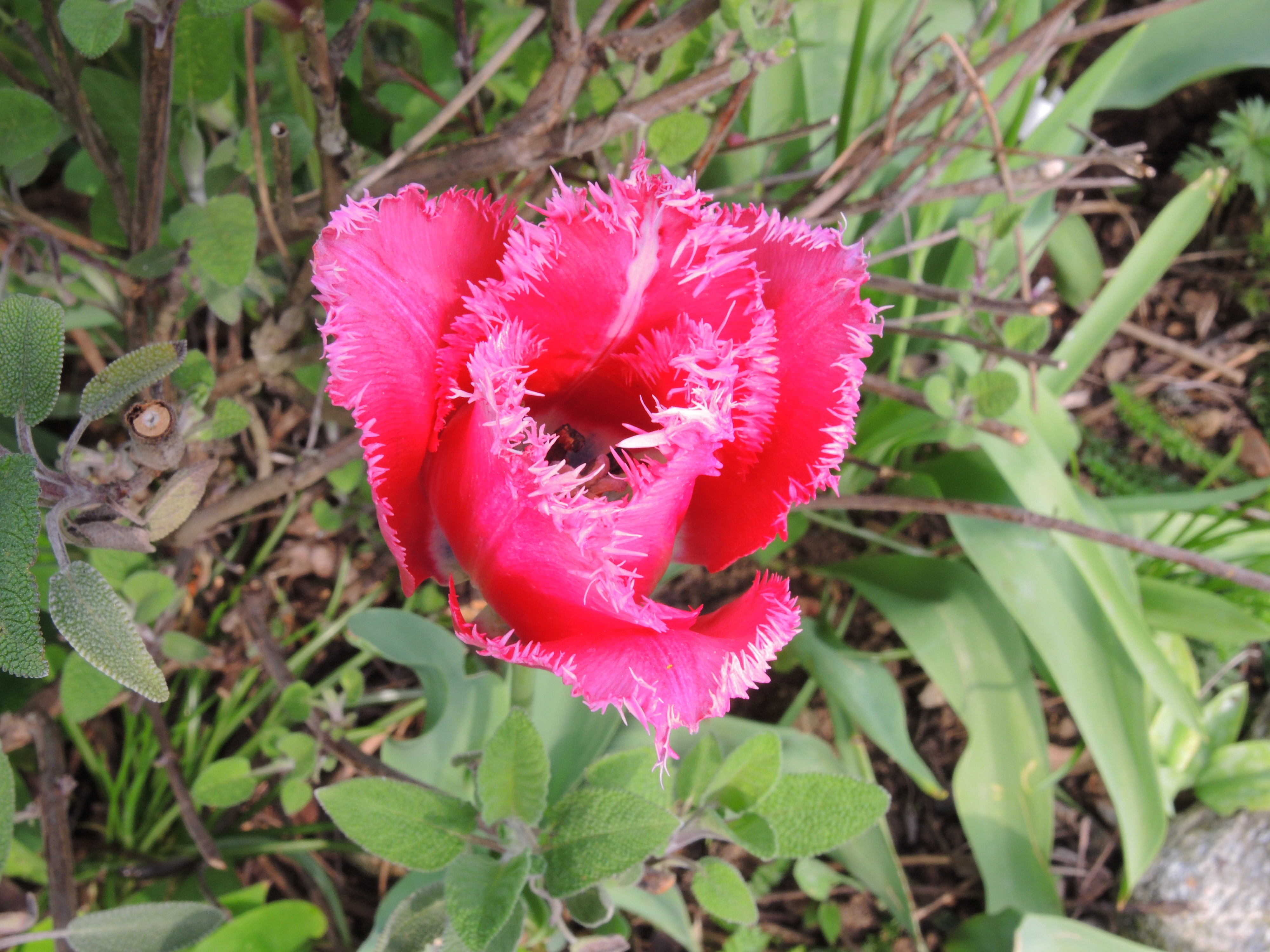 DSCN0243