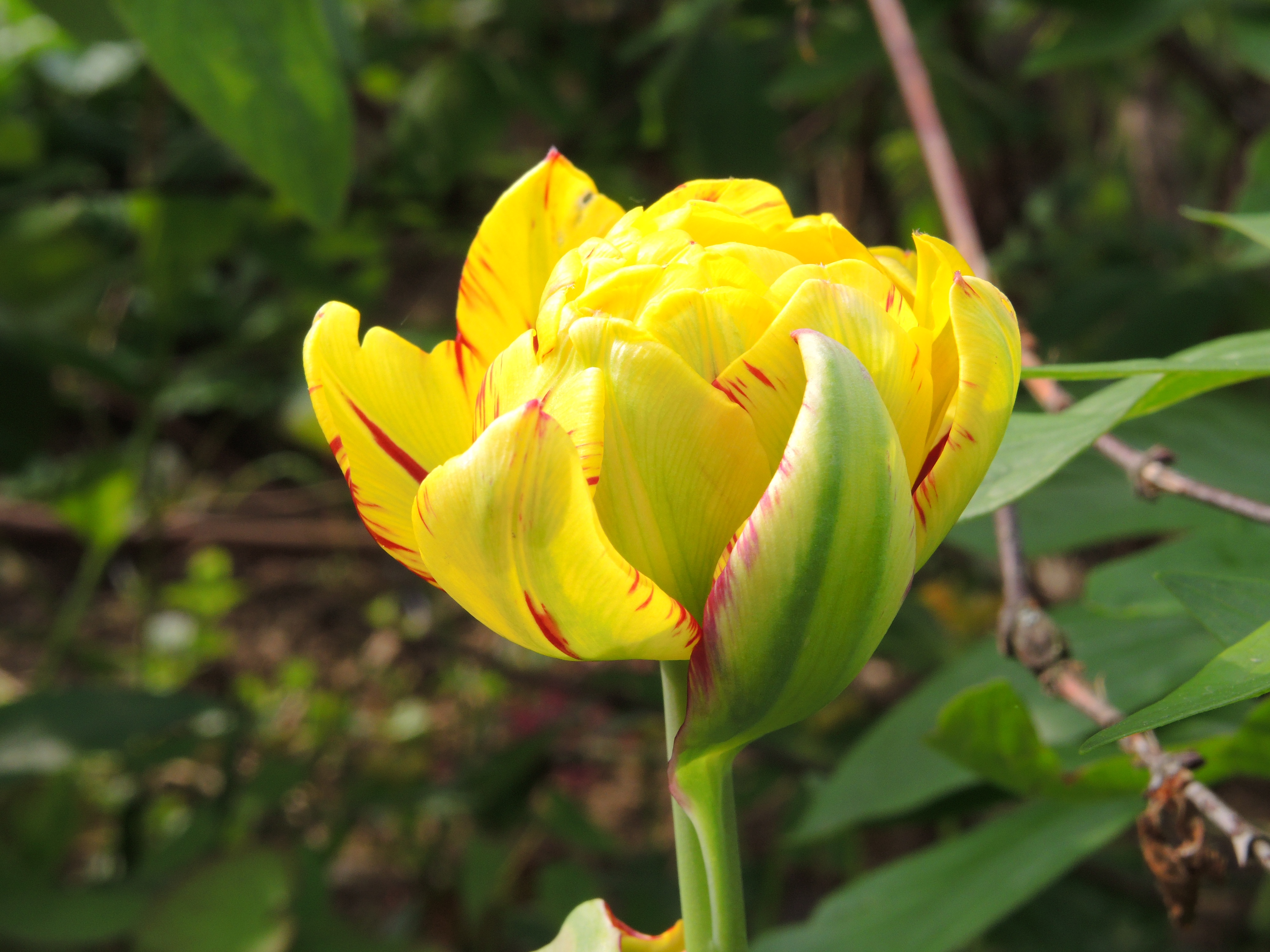 DSCN0348